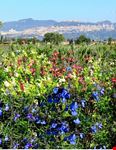 Giardino delle salvie